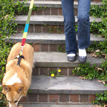 Leash1